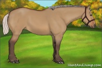 Horse Color:Silver Bay Dun