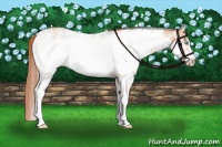 Horse Color:Buckskin Pearl Sabino Frame 