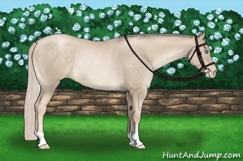 Horse Color:Chocolate Palomino Pearl Rabicano 