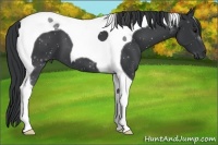 Horse Color:Black Tobiano 