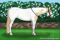 Horse Color:Red Dun Tobiano Frame 