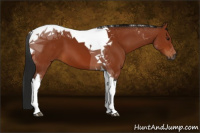 Horse Color:Gray Bay Tobiano 