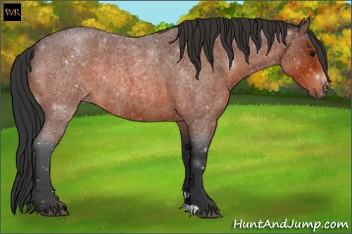 Horse Color:Bay Roan 