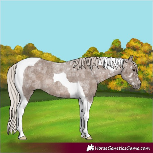 Horse Color:Silver Blue Ice Roan Tobiano Rabicano