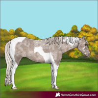 Horse Color:Silver Blue Ice Roan Tobiano Rabicano