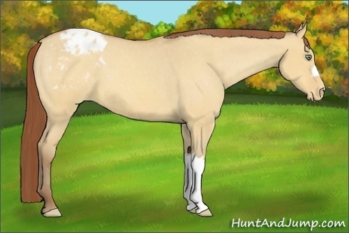 Horse Color:Amber Champagne Dun Appaloosa 