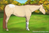 Horse Color:Amber Champagne Dun Appaloosa 