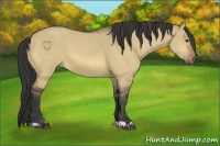 Horse Color:Buckskin Dun 