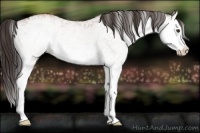 Horse Color:White Spotted Bay Splash and White Spotted Bay Splash