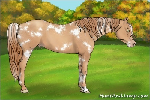 Horse Color:White Spotted Gold Champagne 