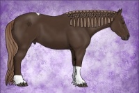 Horse Color:Liver Chestnut Tobiano 