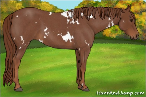 Horse Color:White Spotted Red Roan 