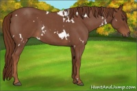 Horse Color:White Spotted Red Roan 