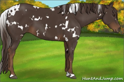 Horse Color:White Spotted Liver Chestnut 