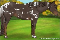 Horse Color:White Spotted Liver Chestnut 
