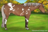 Horse Color:White Spotted Silver Bay 