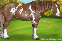 Horse Color:White Spotted Chestnut Splash 