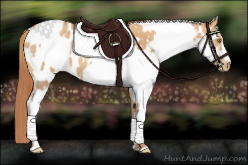 Horse Color:Gold Champagne Near Leopard and Gold Champagne Splash Near Leopard