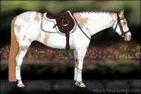 Horse Color:Gold Champagne Appaloosa and Gold Champagne Splash Appaloosa