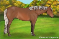 Horse Color:Silver Bay 