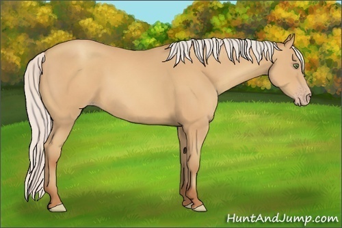 Horse Color:Silver Amber Champagne