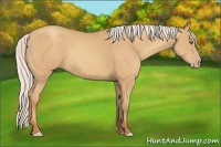 Horse Color:Silver Amber Champagne 