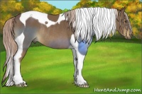 Horse Color:Chocolate Palomino Tobiano Rabicano