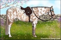 Horse Color:Gold Champagne Appaloosa  and Sable Champagne Appaloosa 