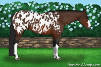 Horse Color:Gray Bay Appaloosa