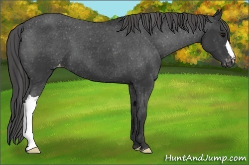 Horse Color:Unknown 