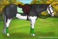 Horse Color:Black Splash 