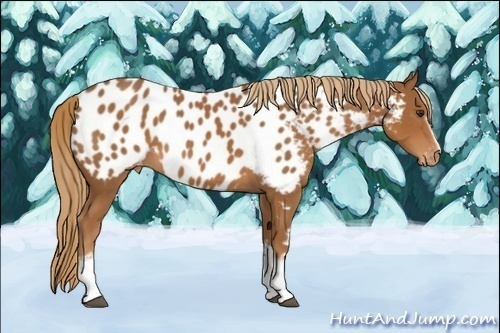 Horse Color:White Spotted Chestnut Blanket