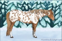Horse Color:White Spotted Chestnut Blanket
