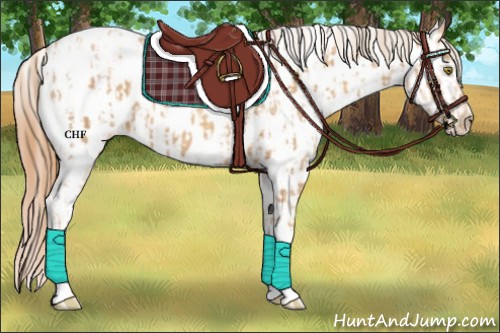 Horse Color:Gold Champagne Appaloosa  and Gold Champagne Appaloosa 