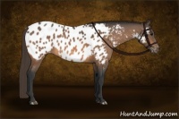 Horse Color:Buckskin Sabino Appaloosa 