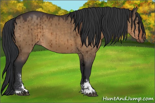 Horse Color:Brown Dun Sabino