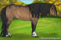 Horse Color:Brown Dun Sabino