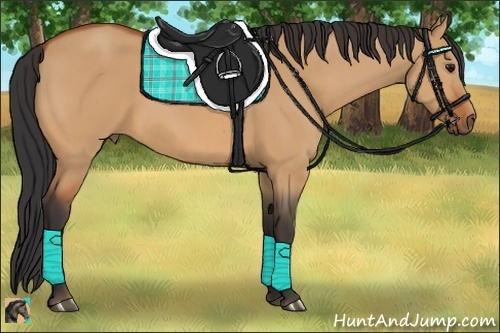 Horse Color:Bay Dun 