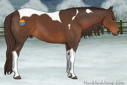 Horse Color:Liver Chestnut Tobiano 