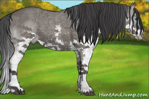 Horse Color:Grullo Splash 