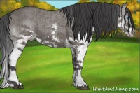 Horse Color:Grullo Splash 