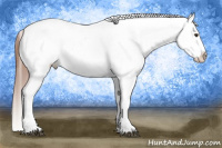 Horse Color:Chestnut Appaloosa 