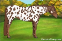 Horse Color:Chestnut Appaloosa