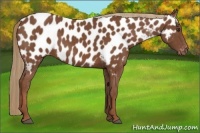 Horse Color:Chestnut Near Leopard 