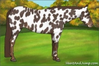 Horse Color:Liver Red Roan Appaloosa 
