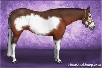 Horse Color:Brown Splash Frame Rabicano