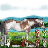 Horse Color:Brown Splash Rabicano  and Brown Splash Frame Rabicano 