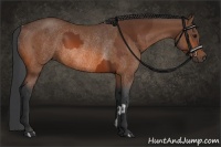 Horse Color:Bay and Bay Rabicano