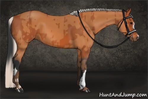 Horse Color:Bay  and Silver Bay 