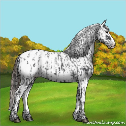 Horse Color:Black Splash Appaloosa  and Gray Black Splash Appaloosa 